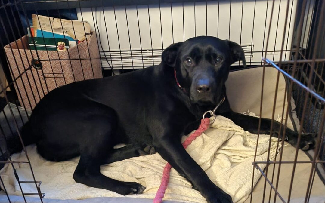 UK Based (Cornwall): Fountain Of Love & Energy:Nicol- 3-year-old girl-Labrador cross- medium/upper-medium size- REDUCED FEES