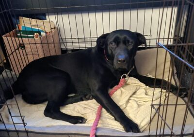 UK Based (Cornwall): Fountain Of Love & Energy:Nicol- 3-year-old girl-Labrador cross- medium/upper-medium size- REDUCED FEES