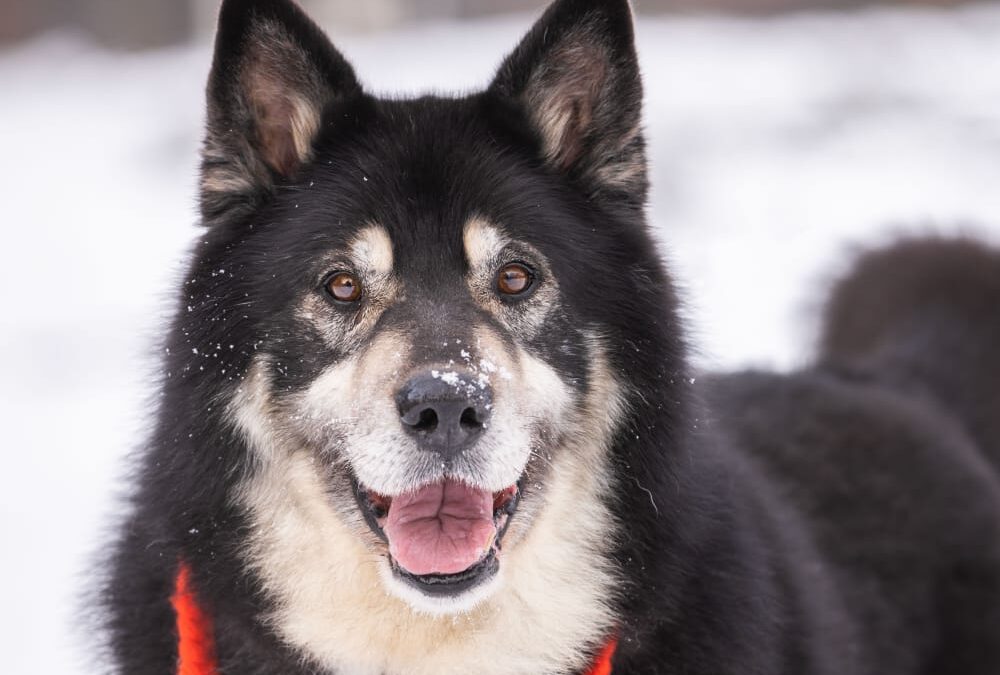 Malik-7,5-year-old Large boy- Malamute or cross- Ukraine war dog-arrival 27 March