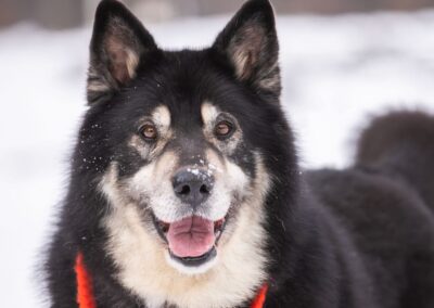Malik-7,5-year-old Large boy- Malamute or cross- Ukraine war dog-arrival 27 March
