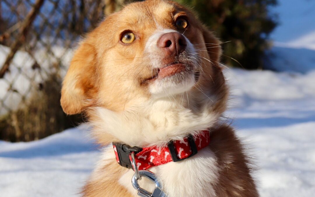 Red-1 year old small size, lively boy- Ukraine war dog-arrival 27 March