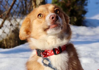 Red-1 year old small size, lively boy- Ukraine war dog-arrival 27 March