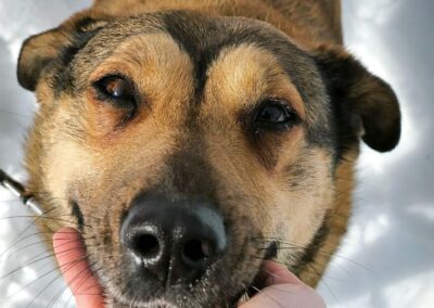 Lucy- 4.5-year-old loyal and grateful girl- Ukraine war dog-arrival 27 March