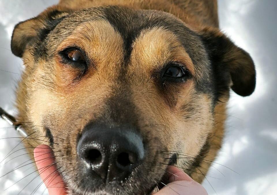 Lucy- 4.5-year-old loyal and grateful girl- Ukraine war dog-arrival 27 March