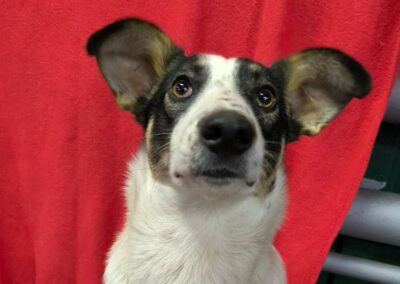 Julia- 1-year-old cheerful, playful medium girl- Ukraine war dog-arrival 27 March