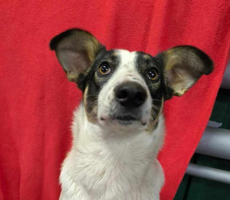 Julia- 1-year-old cheerful, playful medium girl- Ukraine war dog-arrival 27 March