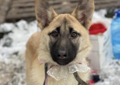 Jilly- 8 months old- low-medium size- Ukraine war dog-arrival 27 March