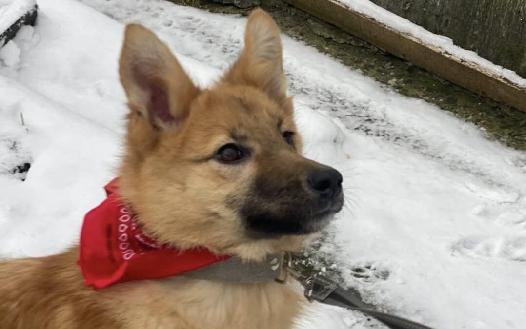 Reserved: Regina-8 months old low medium girl- Ukraine war dog-arrival 27 March