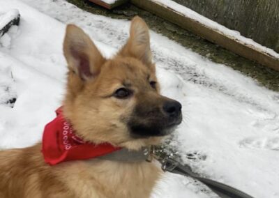 Regina-8 months old low medium girl- Ukraine war dog-arrival 27 March