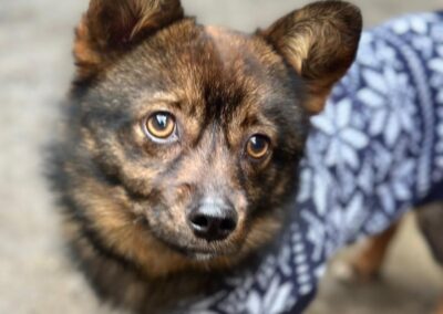 Reserved: Buckie —tiny little boy- 1.5 years old -Ukraine war dog-arrival 27 March