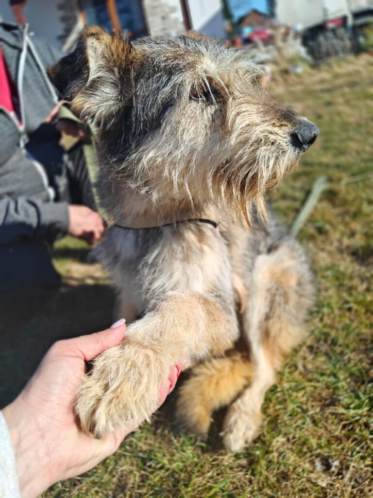 Oxy, a 5 years old female Unknown available for adoption from Paws Help in Burton-on-Trent, Staffordshire