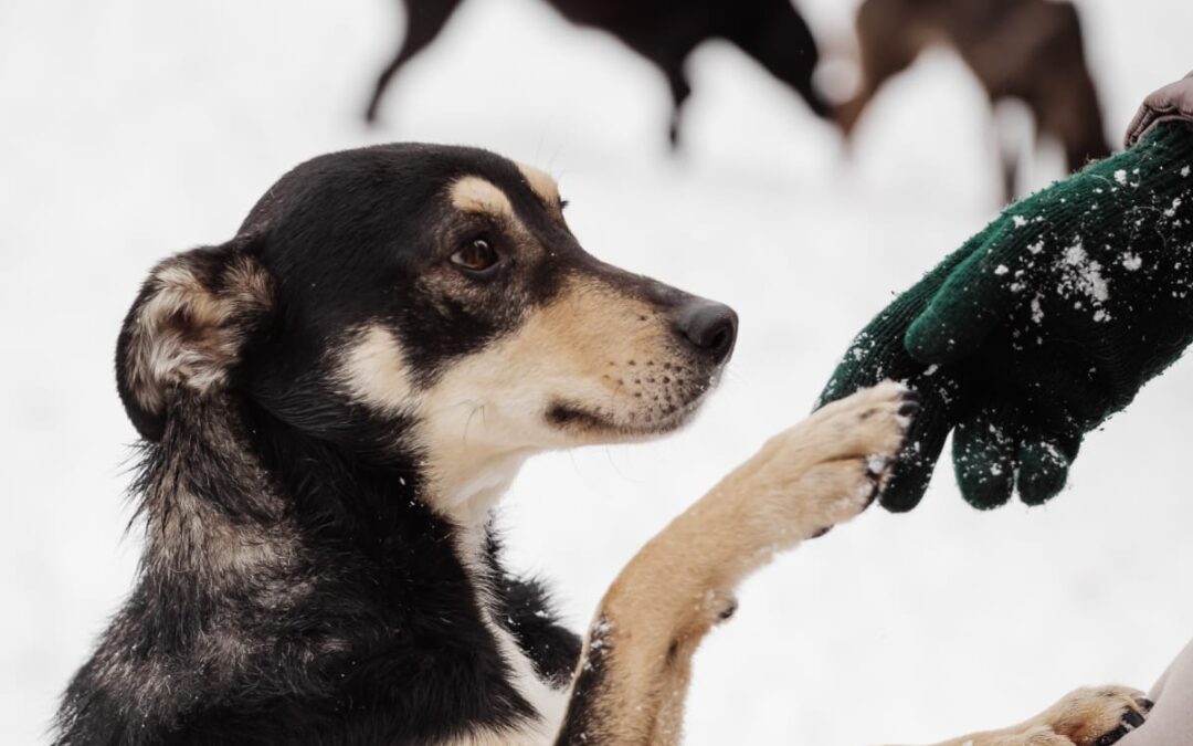 Barsik-1.5-year-old lower-medium boy (below the knee)- Ukraine war dog-arrival 27 March