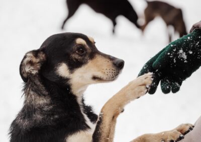 Barsik-1.5-year-old lower-medium boy (below the knee)- Ukraine war dog-arrival 27 March