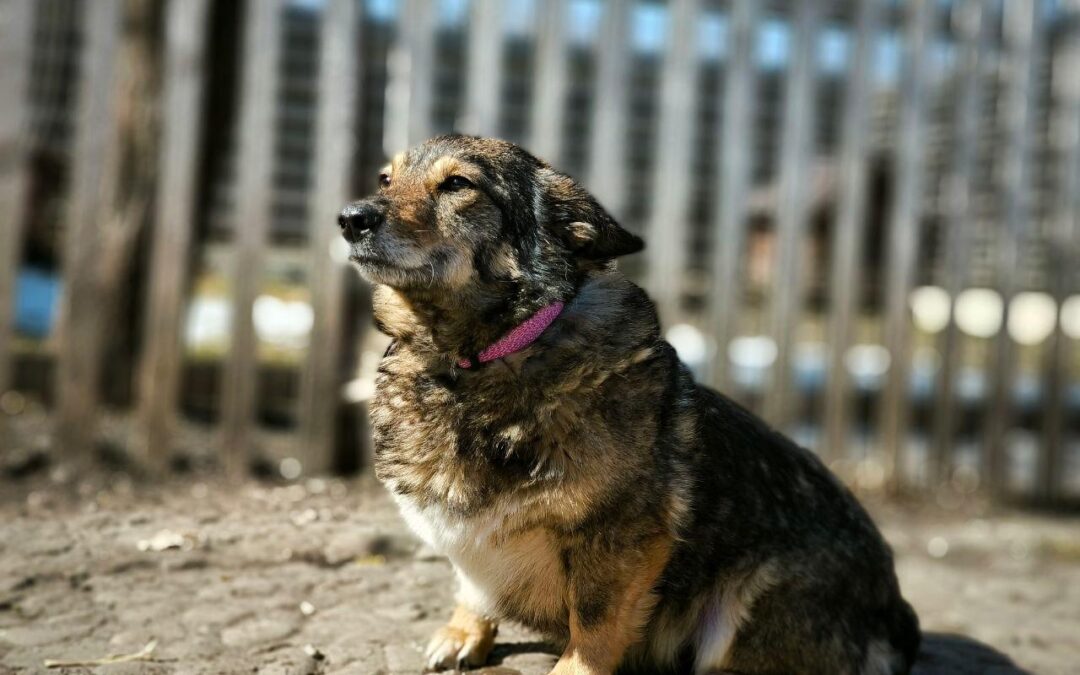 Reserved: Buffy-Boo: 5-year-old small girl- A True Gem- Ukraine war dog-arrival 27 March