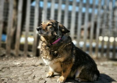 Reserved: Buffy-Boo: 5-year-old small girl- A True Gem- Ukraine war dog-arrival 27 March