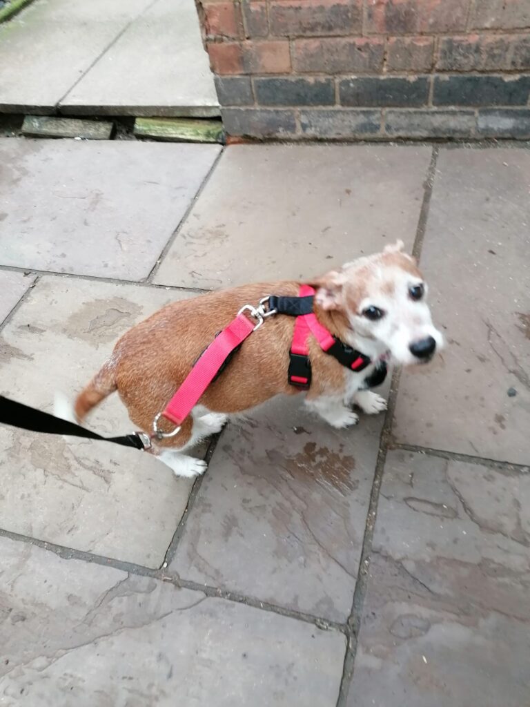 Dodger, a 5 years old male Jack Russell Terrier available for adoption from Paws Help in Burton-on-Trent, Staffordshire