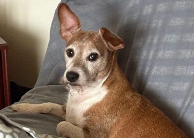 URGENT FOSTER OR ADOPT: UK Surrender (Telford TF2): Dodger -7,5 year-old Jack Russell (or cross) small in size- Reduced Fee