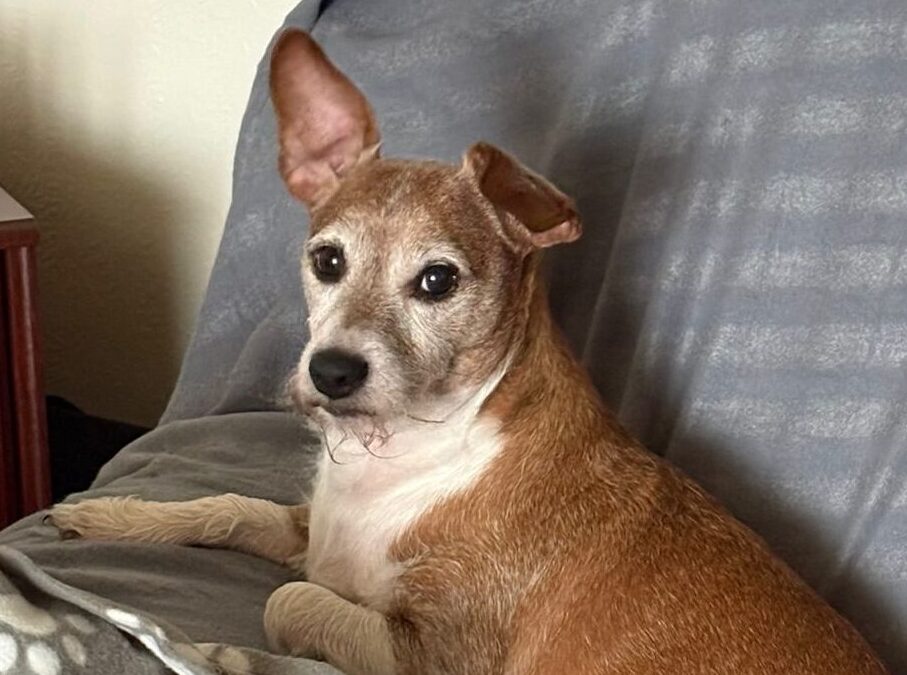 URGENT FOSTER OR ADOPT: UK Surrender (Telford TF2): Dodger -7,5 year-old Jack Russell (or cross) small in size- Reduced Fee