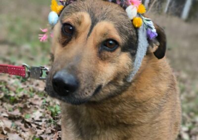 Lucy- 4.5-year-old loyal and grateful girl- Ukraine war dog-arrival 24 April
