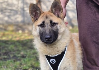 WHEN INTELLIGENCE, BEATY& LOVE COME TOGETHER: UK Based (Derbyshire DE4): Jilly- 10 months old- upper medium size