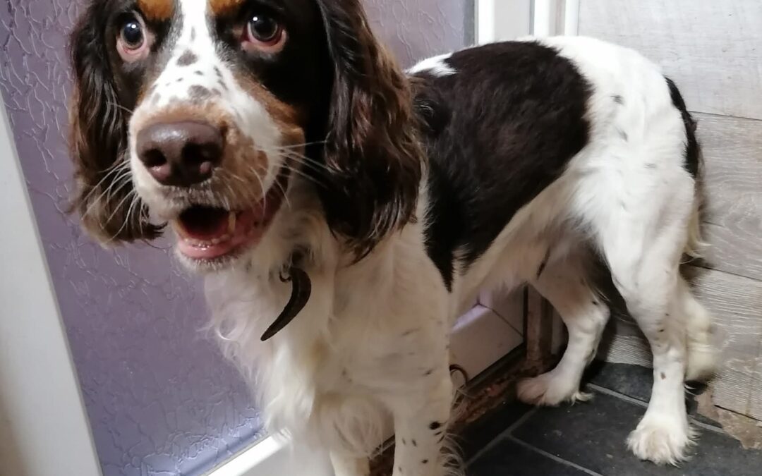 Urhent Foster or Adopt: UK Surrender (Derbyshire, SK23): Tommy- 2 years old male English Springer Spaniel-Reduced Fees