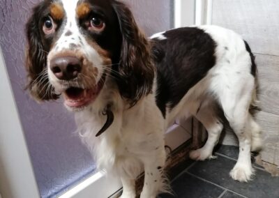 Urhent Foster or Adopt: UK Surrender (Derbyshire, SK23): Tommy- 2 years old male English Springer Spaniel-Reduced Fees