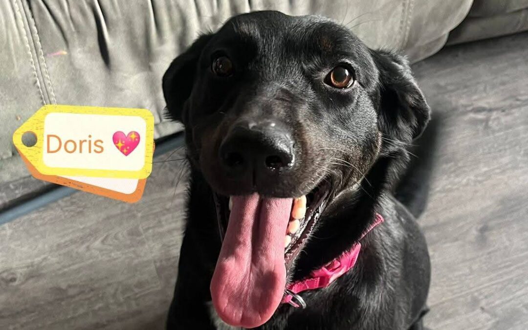 URGENT FOSTER NEEDED: UK Surrender (Birmingham B68): Doris-1.5 years old-medium-sized girl- Reduced Fees