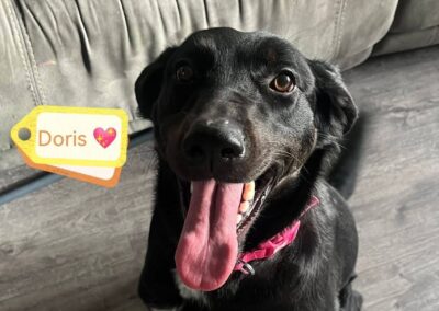 URGENT FOSTER NEEDED: UK Surrender (Birmingham B68): Doris-1.5 years old-medium-sized girl- Reduced Fees