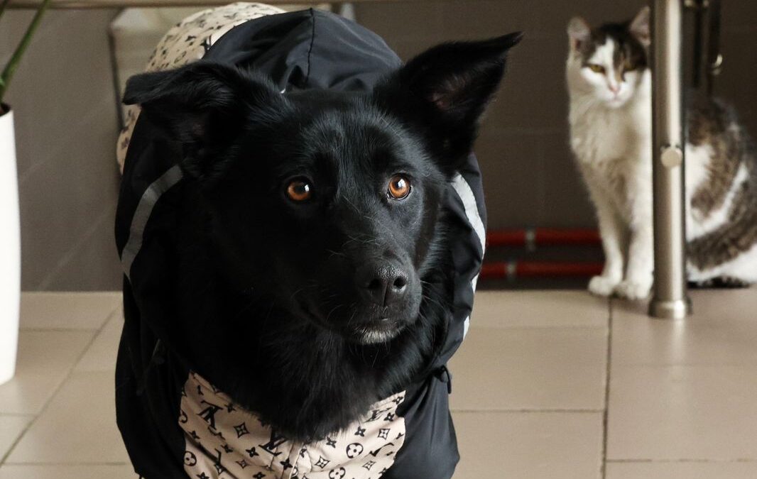 Arabella – 11-month-old lower-medium girl- Ukraine war dog-arrival 15 May