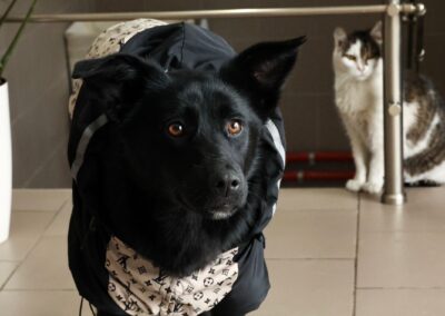 Arabella – 11-month-old lower-medium girl- Ukraine war dog-arrival 15 May