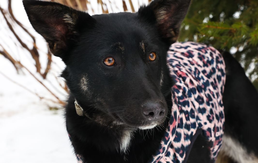 Milla- 11-month-old knee-height girl- Ukraine war dog-arrival 15 May