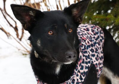 Milla- 11-month-old knee-height girl- Ukraine war dog-arrival 15 May