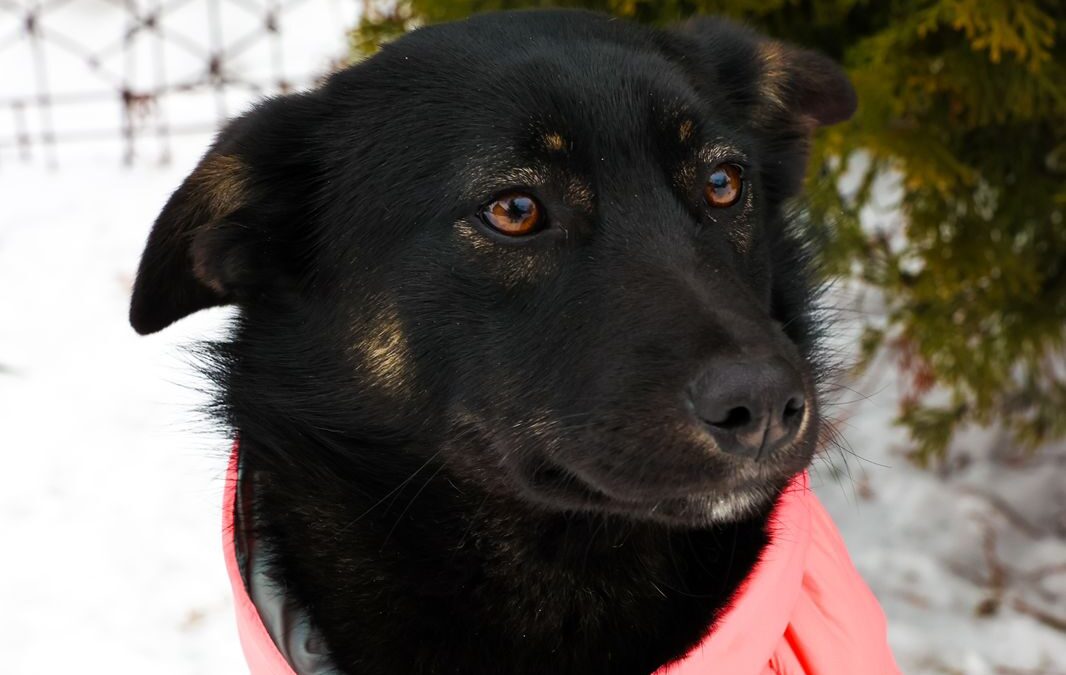 Adele -11-month-old lower-medium girl- Ukraine war dog-arrival 15 May