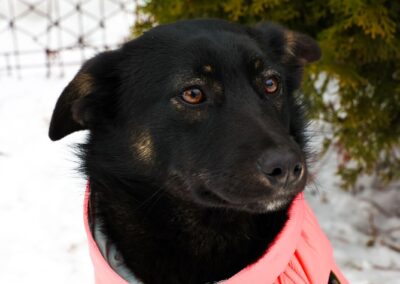 Adele -11-month-old lower-medium girl- Ukraine war dog-arrival 15 May