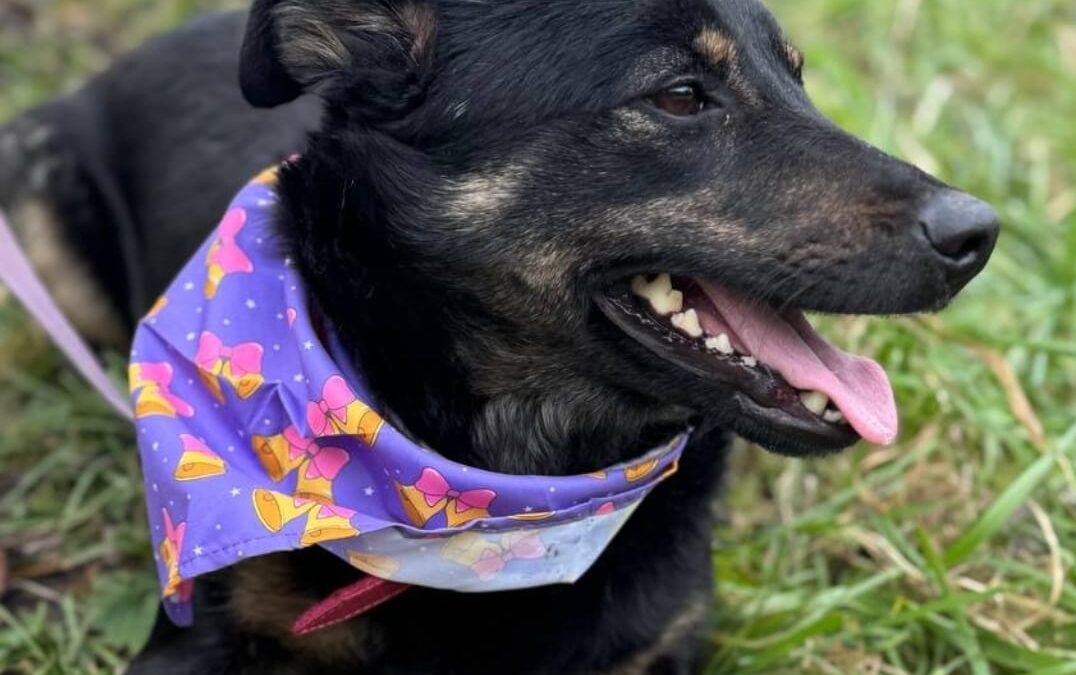 Rosie-2.5-year-old lower-medium girl (below the knee)- Ukraine war dog-arrival 24 April