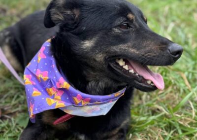 Rosie-2.5-year-old lower-medium girl (below the knee)- Ukraine war dog-arrival 24 April