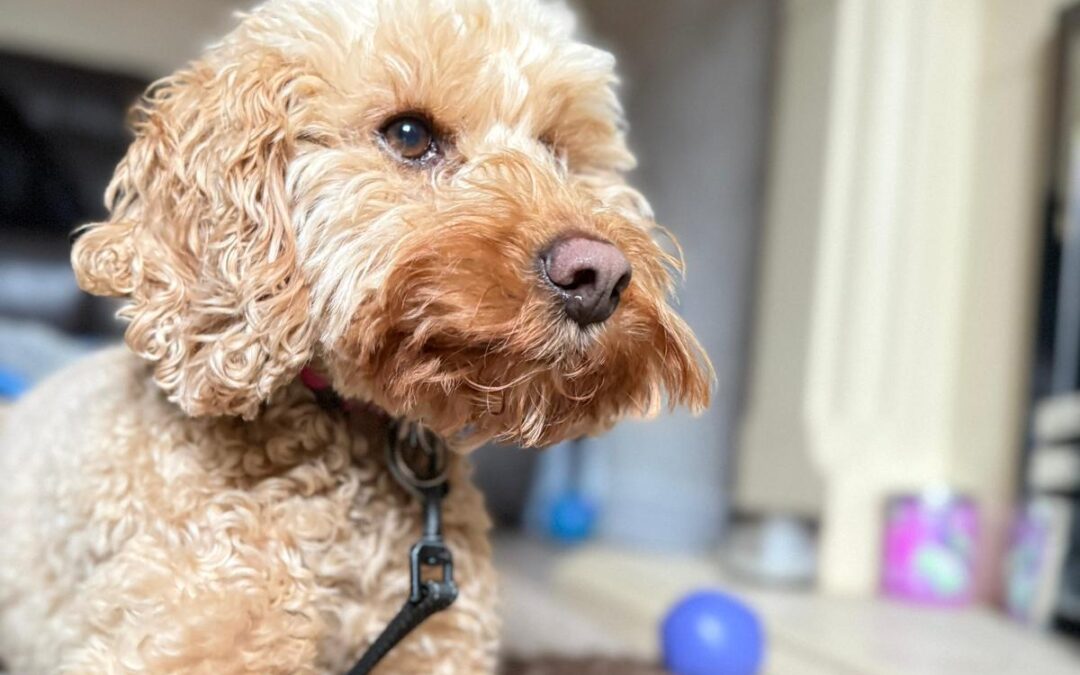 Reserved : UK Surrender(Stoke-on-Trent, ST3): Ruby is a 5-year-old Cockapoo girl- small size -Reduced Fees