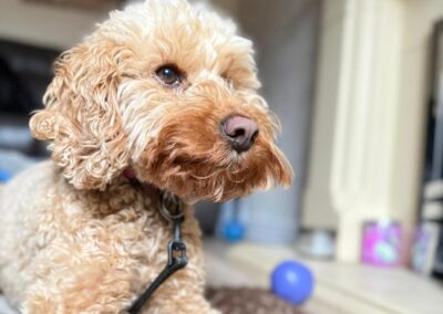 Reserved : UK Surrender(Stoke-on-Trent, ST3): Ruby is a 5-year-old Cockapoo girl- small size -Reduced Fees