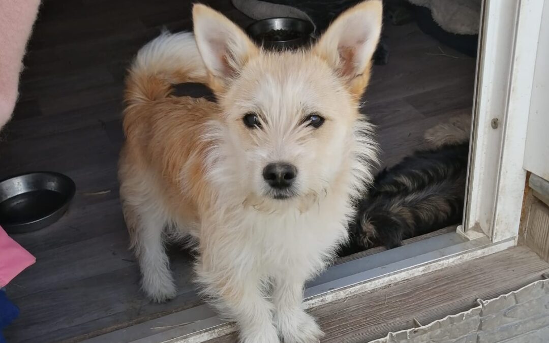Reserved: Cindy- 7-month-old small terrier cross girl- Ukraine war dog-arrival 24 April