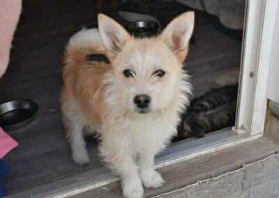 Reserved: Cindy- 7-month-old small terrier cross girl- Ukraine war dog-arrival 24 April