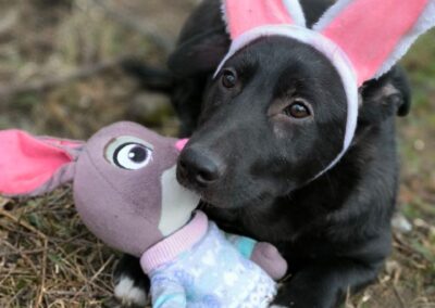 Reserved: Masha- 9-month-old small girl -gentle & affectionate- Ukraine war dog-arrival 26 June