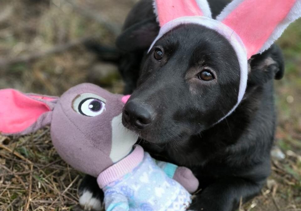 Masha- 9-month-old small girl -gentle & affectionate- Ukraine war dog-arrival in June