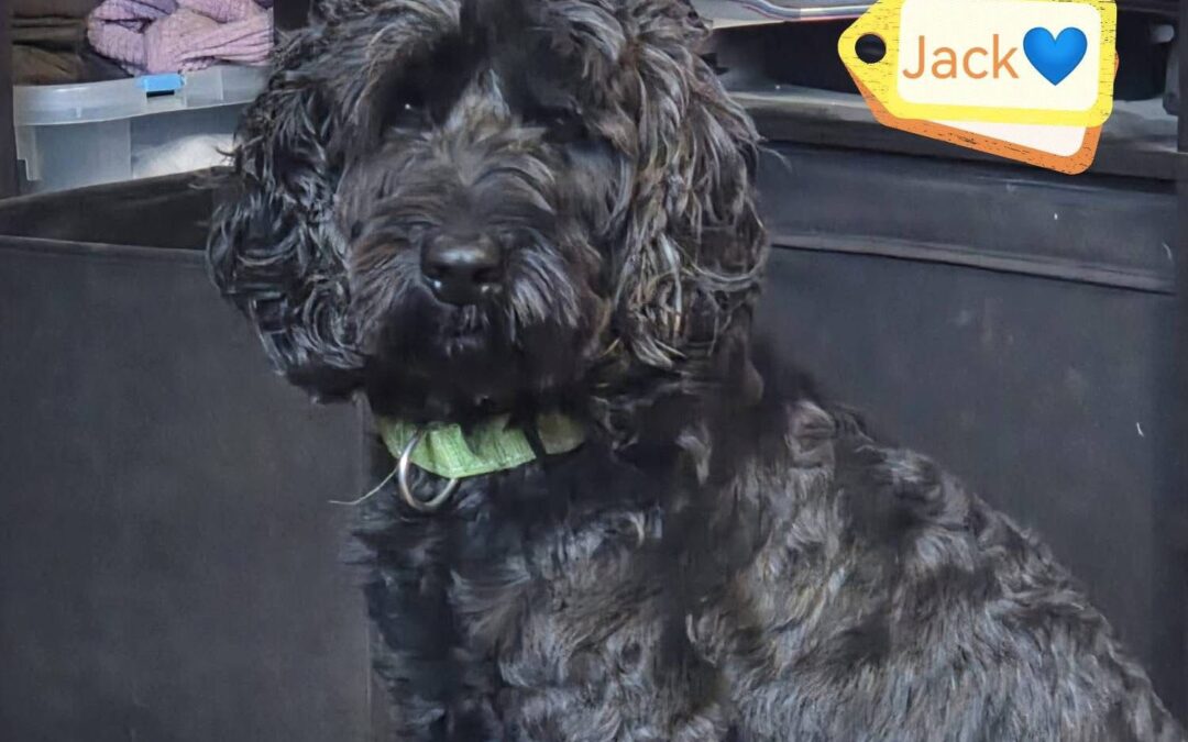 URGENT FOSTER or ADOPT: UK Surrender (Lichfield WS14): Jack-4.5-year-old Cockapoo boy- Reduced Fees
