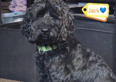 URGENT FOSTER or ADOPT: UK Surrender (Lichfield WS14): Jack-4.5-year-old Cockapoo boy- Reduced Fees