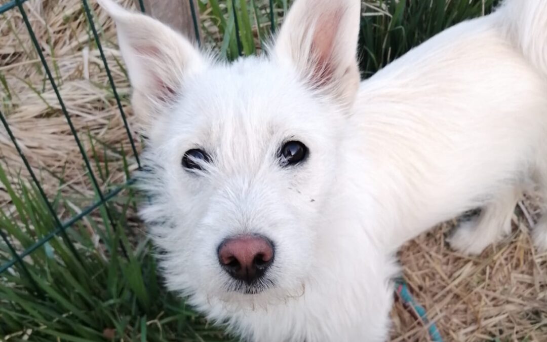 Reserved:Malibu-7-month-old small terrier cross girl- Ukraine war dog-arrival 24 April