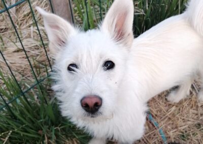 Reserved:Malibu-7-month-old small terrier cross girl- Ukraine war dog-arrival 24 April