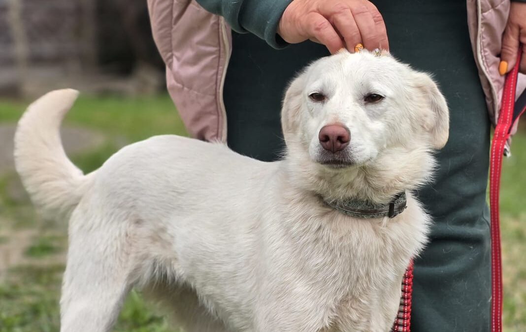 Bella- 14 months old- medium size- Ukraine war dog-arrival 15 May