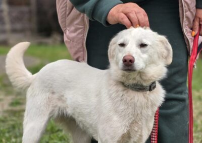 Bella- 14 months old- medium size- Ukraine war dog-arrival 15 May