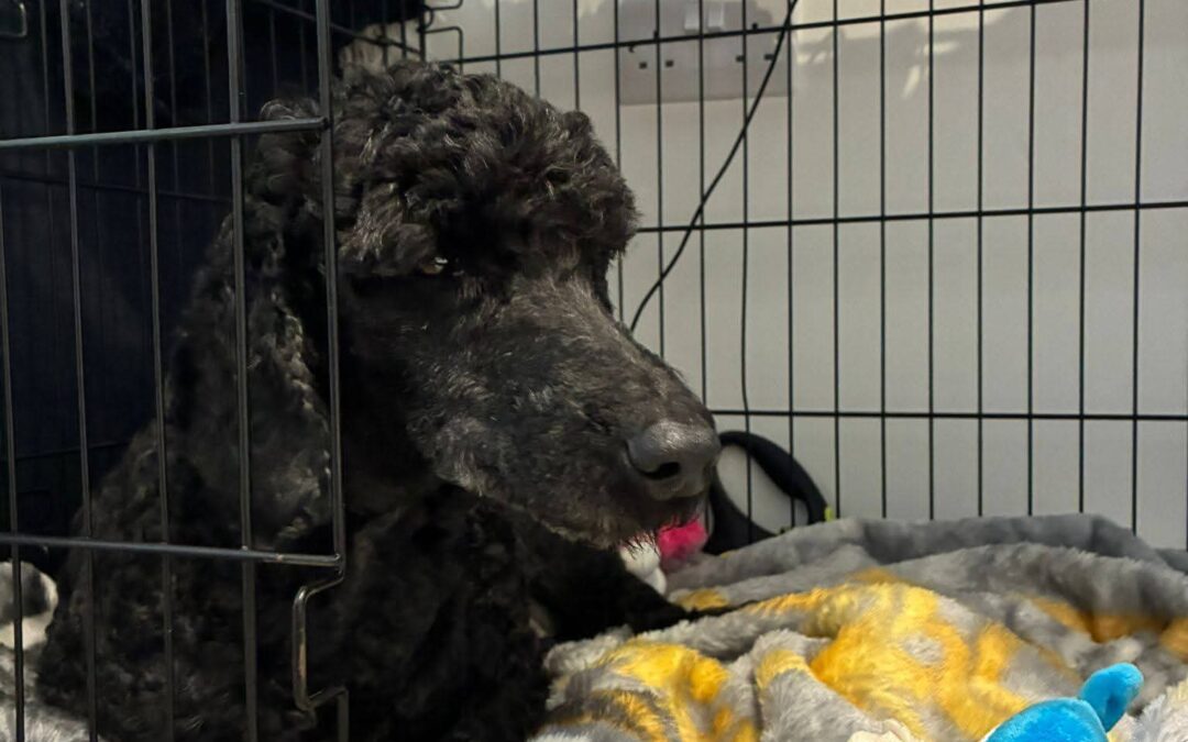 UK Surrender: Charlie-Miniature Poodle (Stoke-On-Trent, ST4) – low-medium-  7–8 years old-REDUCED ADOPTION FEES