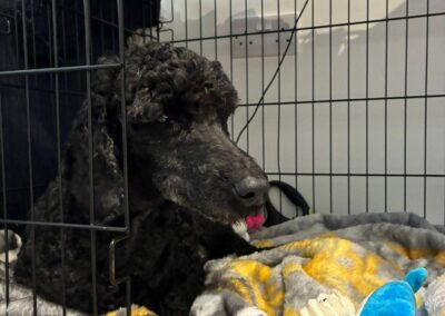 UK Surrender: Charlie-Miniature Poodle (Stoke-On-Trent, ST4) – low-medium-  7–8 years old-REDUCED ADOPTION FEES